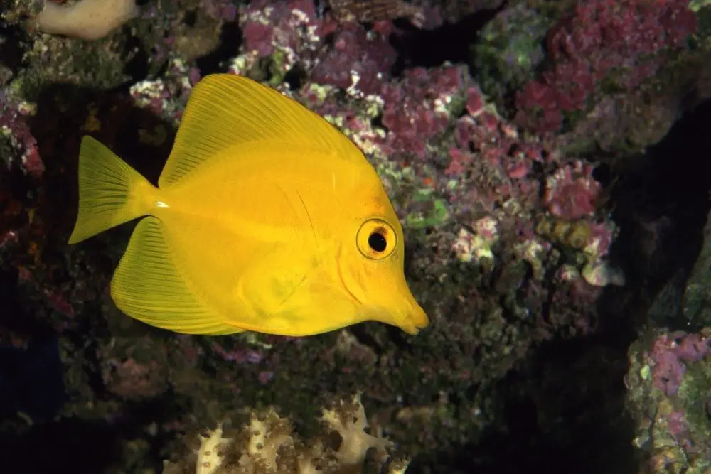 Yellow tang in a reef tank