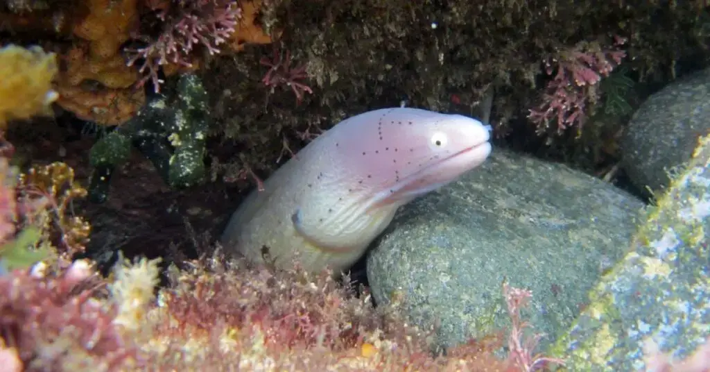 Eels Are Energetic Burrowers