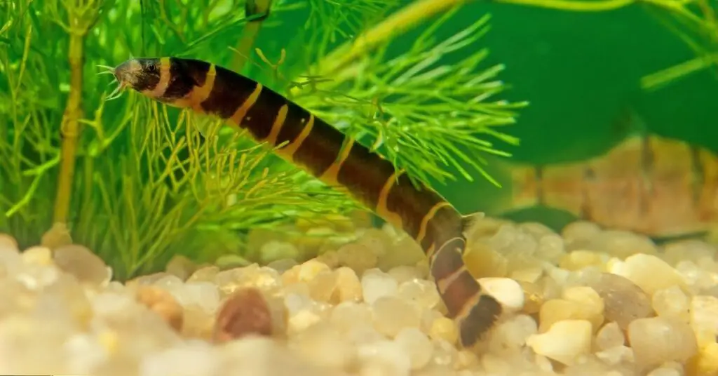 Loaches Like To Burrow