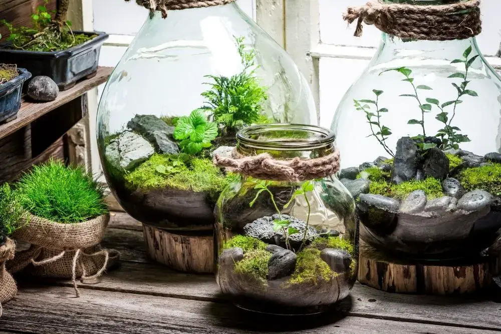 Terrarium Garden