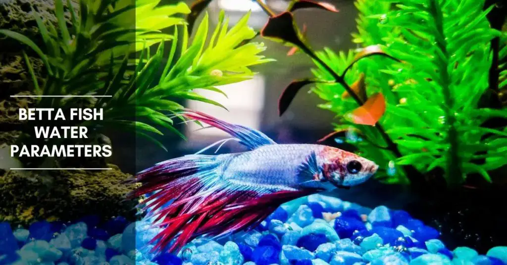 5 Tips for Betta Fish Water Parameters The Aquarium Adviser