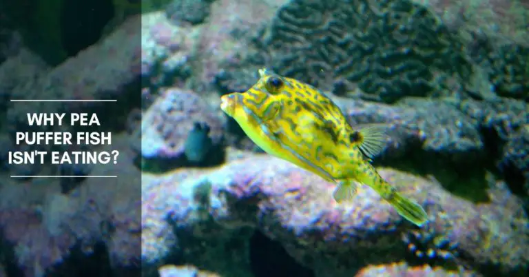 How long can pea puffers go without food?