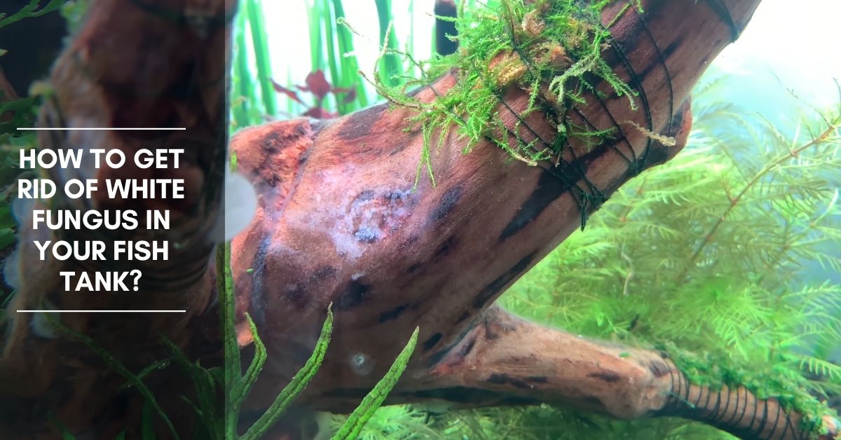 How to Get Rid of White Fungus in Your Fish Tank?