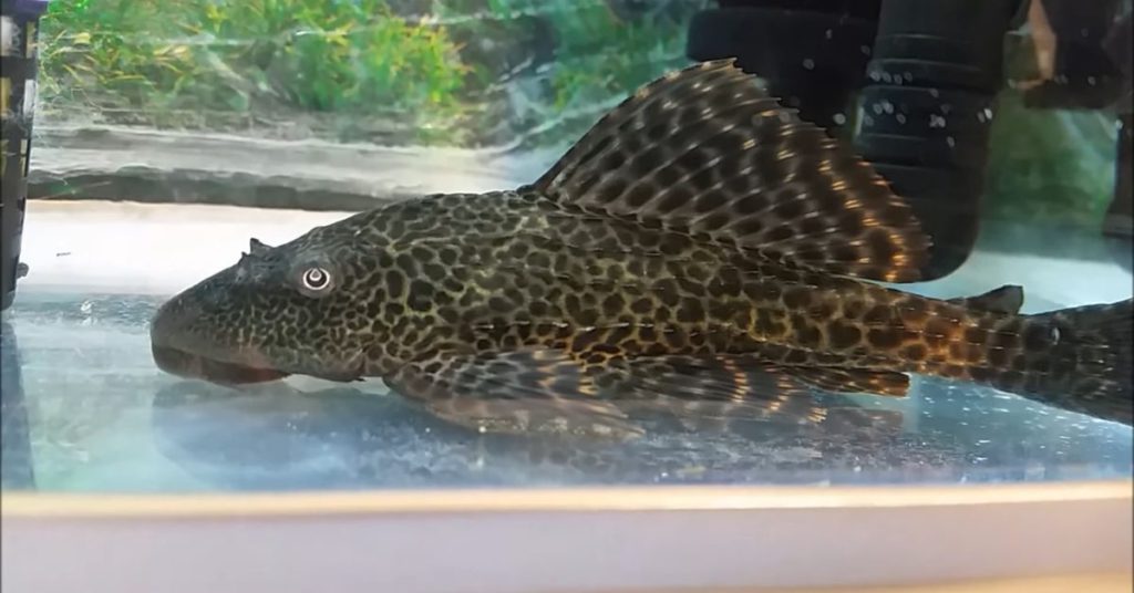 Sick Pleco fish in quarantine tank