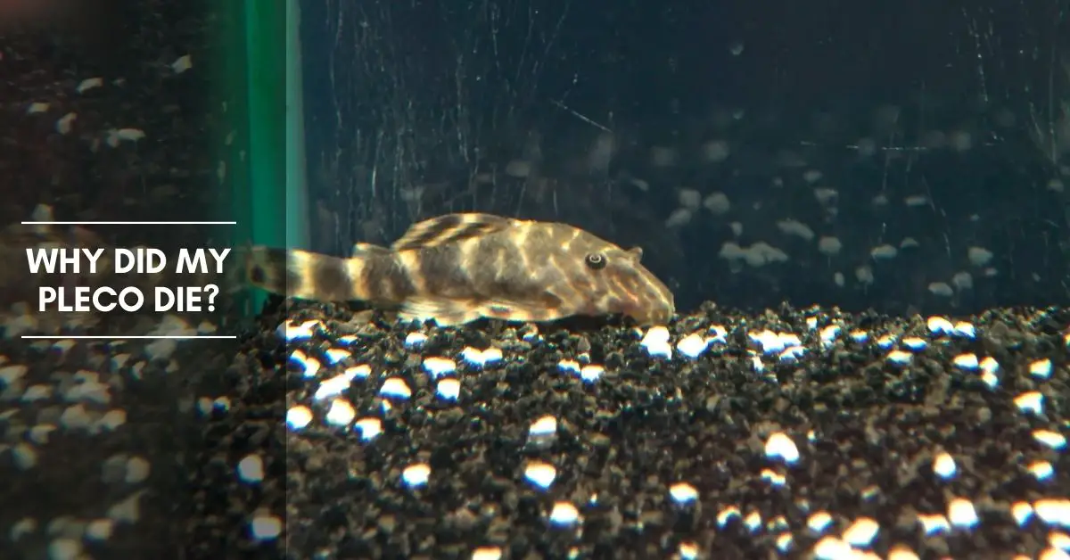 Why Did My Pleco Die and How to Prevent the Fish from Dying?