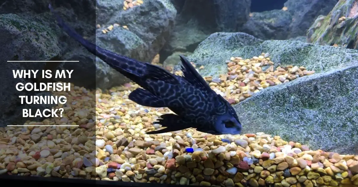 Why Does My Pleco Always Hide and Never Come Out?