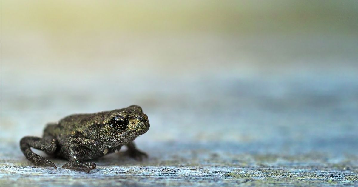 How Long Can African Dwarf Frogs Hold Their Breath?