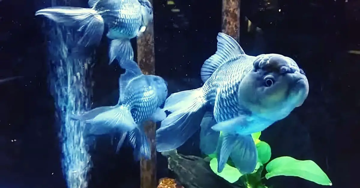 Blue Oranda Goldfish 