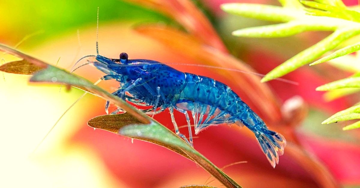 Blue Velvet Shrimp Care - How To Keep Your Shrimp Healthy & Happy?
