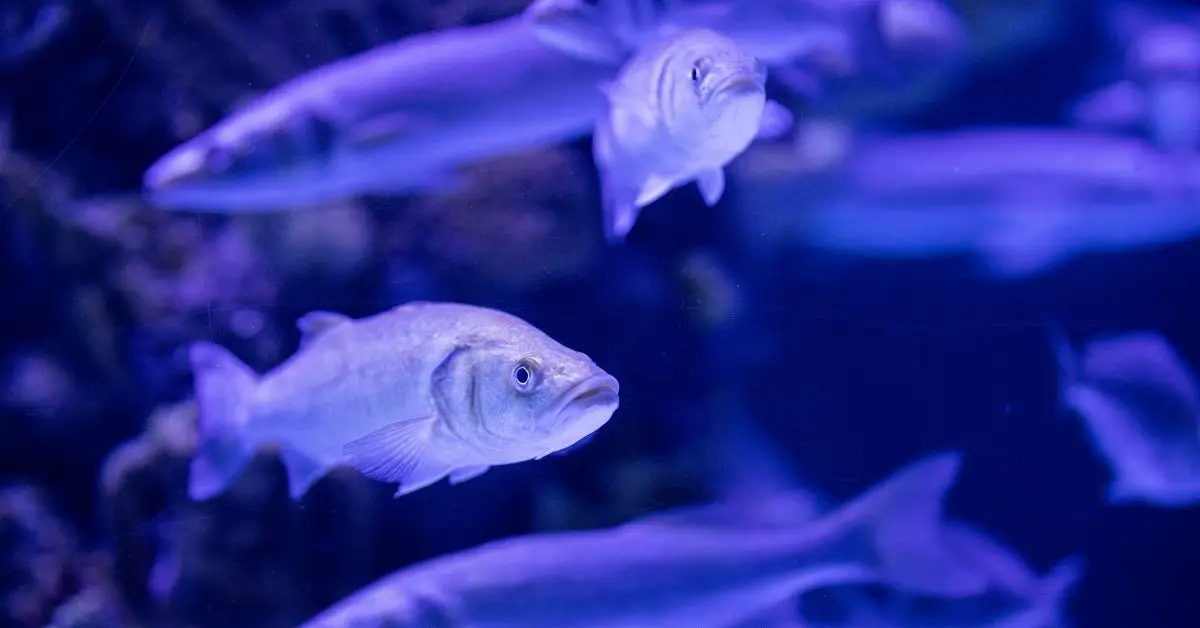 Can Algae Grow on My Fish? - The Aquarium Adviser