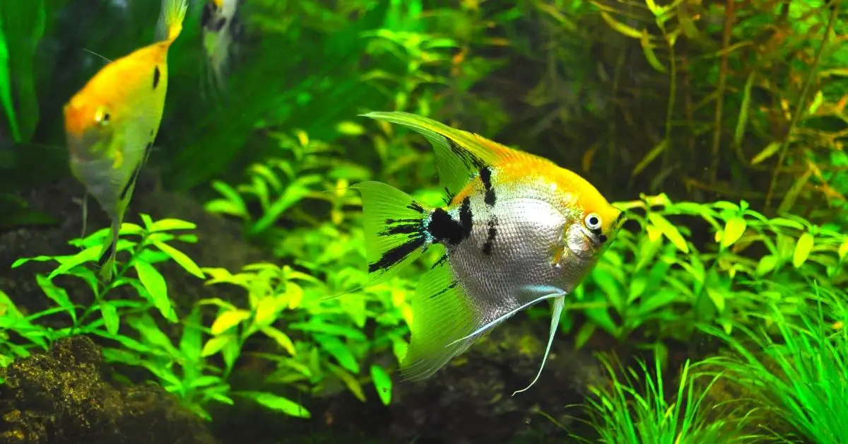 Can You Have Fish Tanks in Apartments? - The Aquarium Adviser