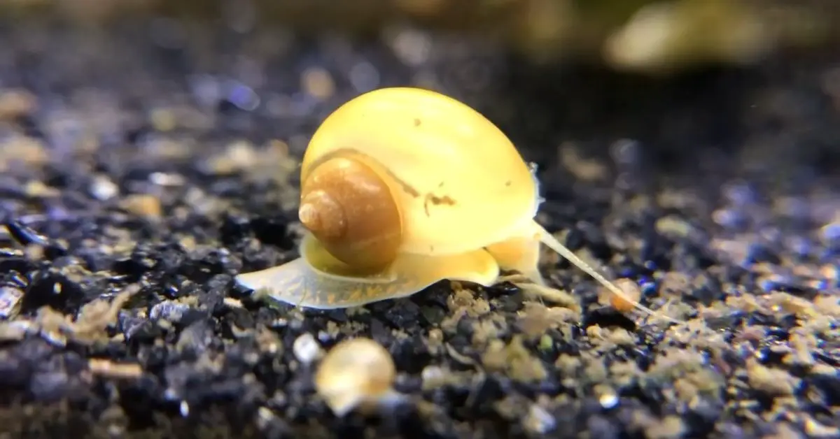 Do Mystery Snails Need Air Pump and a Filter? - The Aquarium Adviser