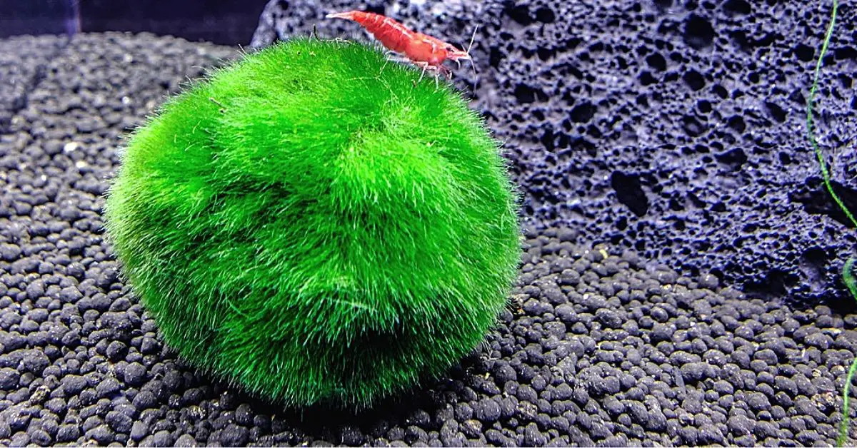 Can You Make Marimo Moss Ball Carpet in Your Tank?