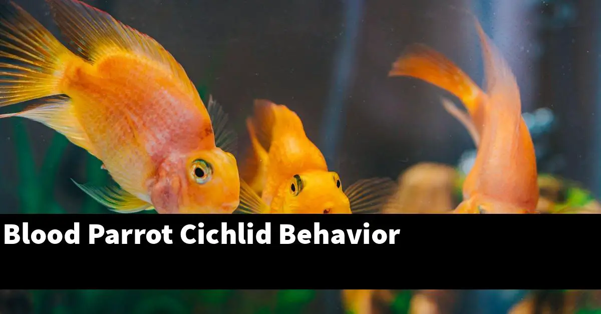 Blood Parrot Cichlid Behavior: Are These Cichlids Aggressive? - The Aquarium Adviser