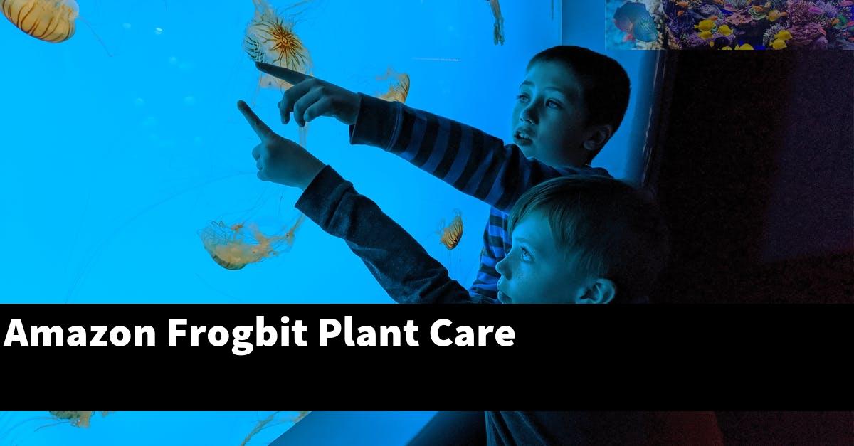 Amazon Frogbit Plant Care