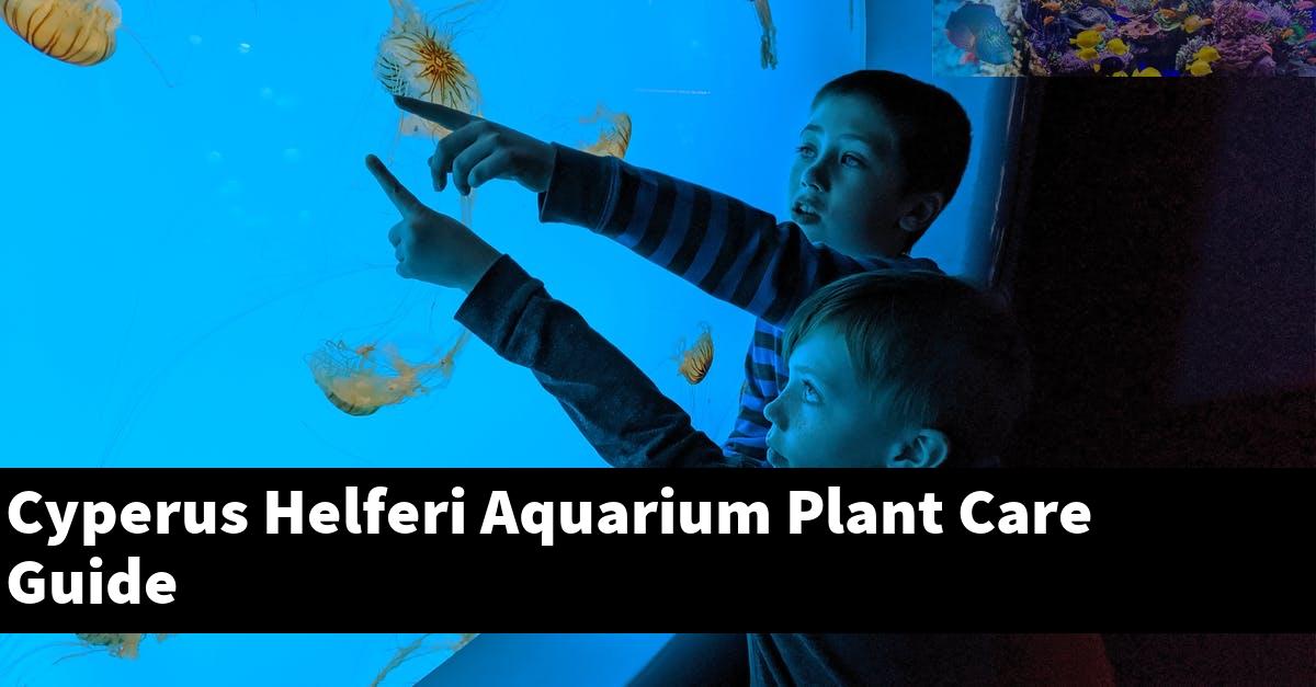 Cyperus Helferi Aquarium Plant Care Guide