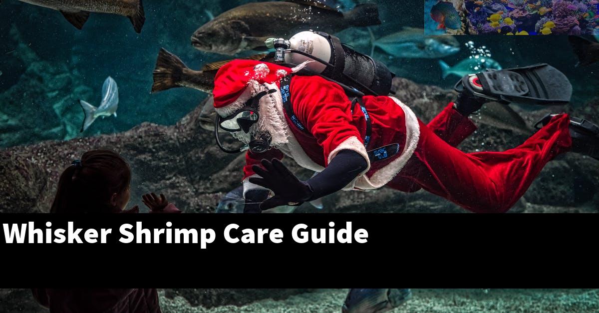 Whisker Shrimp Care Guide