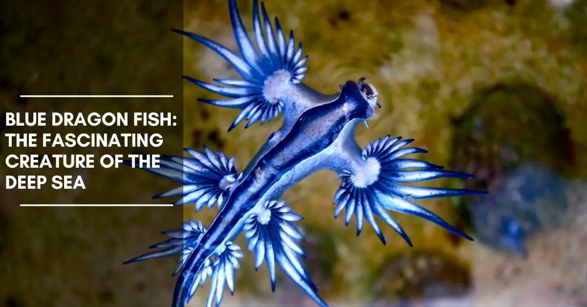 Blue Dragon Fish: The Fascinating Creature of the Deep Sea