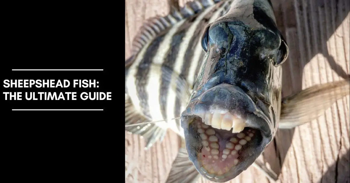 Sheepshead Fish: The Ultimate Guide