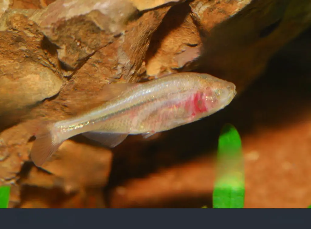 photo the Mexican tetra - astyanax mexicanus also known as the blind cave fish blind cave characin