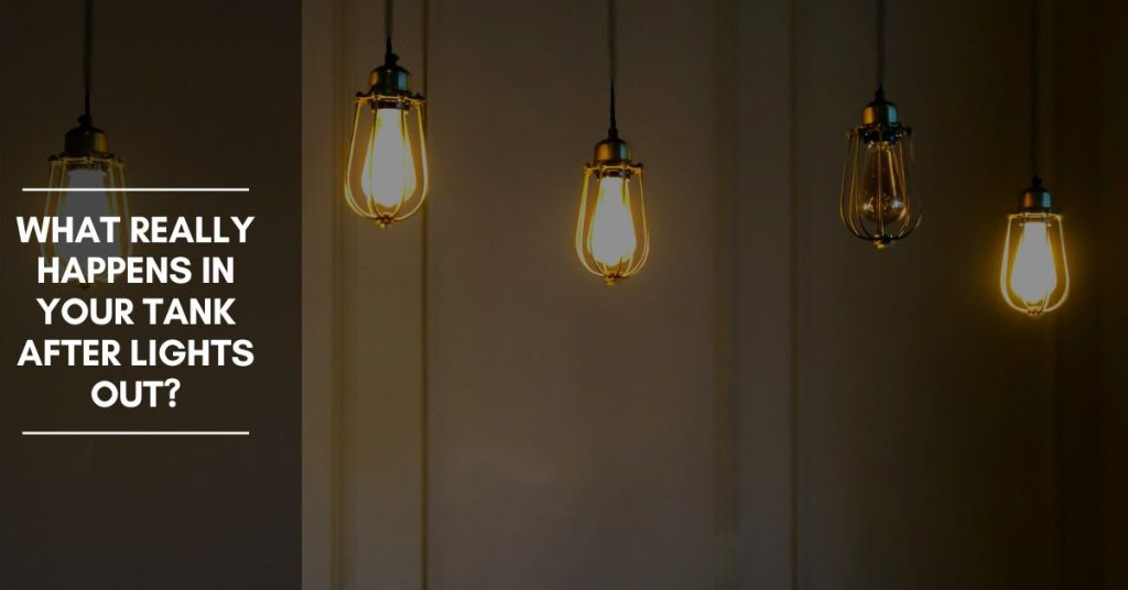 The Night Shift What Really Happens in Your Tank After Lights Out